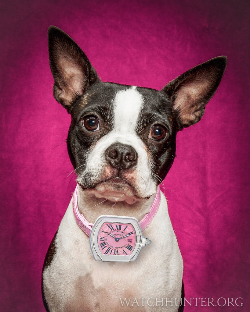 Boston Terrier wearing a pink Cartier watch