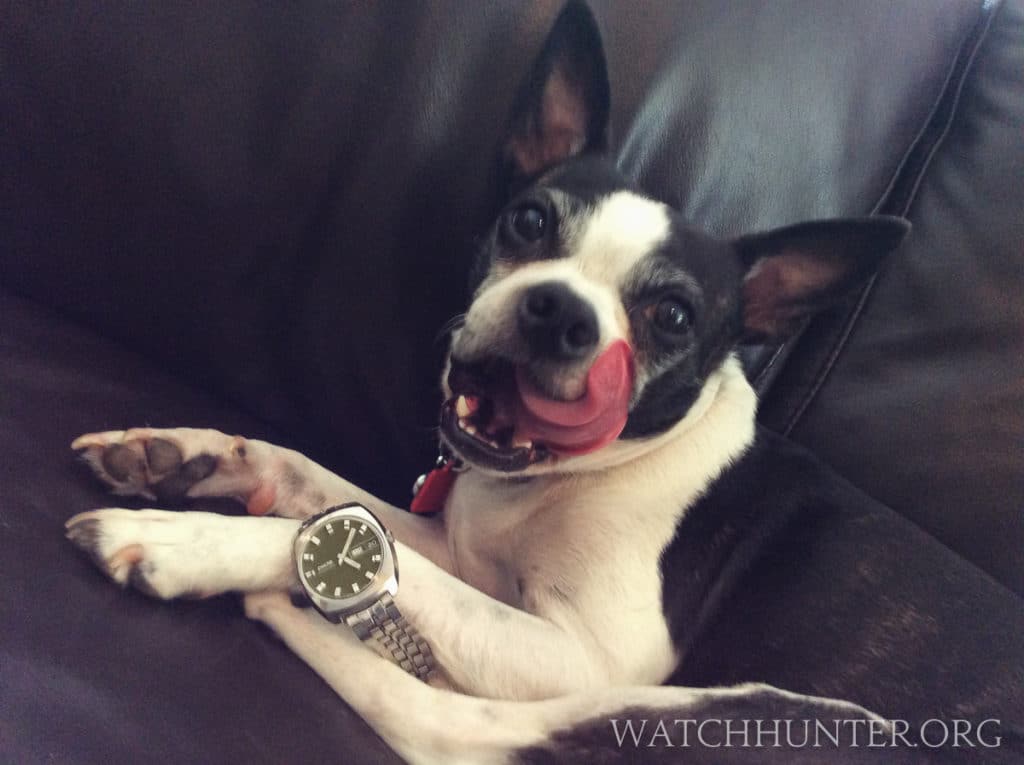 Zoey has been known to taste tests watches… She thinks that this old Enicar windup does not taste very good